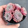 [PACK of 10 PLANTS] x Echeveria pinwheel 'Tuxpan'