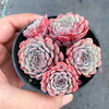 [PACK of 10 PLANTS] x Echeveria pinwheel 'Tuxpan'
