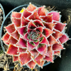 [PACK of 10 PLANTS] x Sempervivum 'Skrocki's Beauty'