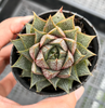 [PACK of 10 PLANTS] x Echeveria purpusorum (original)