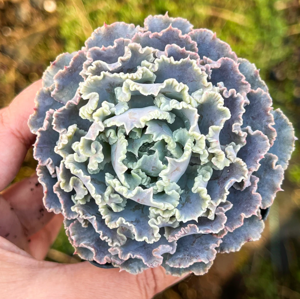 [PACK of 10 PLANTS] x  Echeveria shaviana 'Truffles'