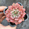 [PACK of 10 PLANTS] x Echeveria 'Red Absinthe'
