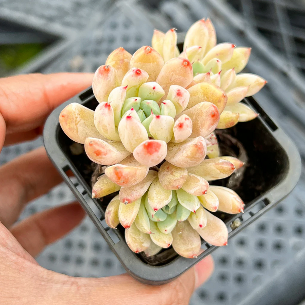 [PACK of 10 PLANTS] x Echeveria White Line