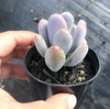 [PACK of 10 PLANTS] x Pachyphytum glutinicaule (lot of marks)