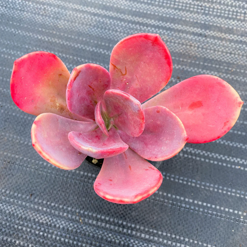 [PACK of 10 PLANTS] x  xPachyveria 'Violescens' (aka. Pachyveria Myrtilla)
