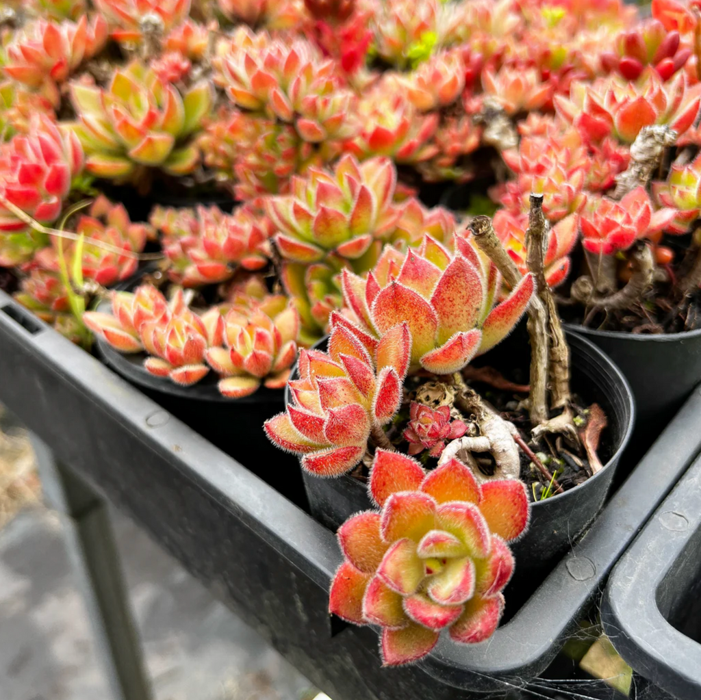 [PACK of 10 PLANTS] x  Echeveria 'Giant Mexican Firecracker'