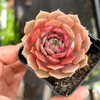 [PACK of 10 PLANTS] x Echeveria 'Silver moon'