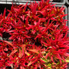 [PACK of 10 PLANTS] x Crassula Fusca (TOP CUT)