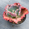 [PACK of 10 PLANTS] x Echeveria 'Tutti Frutti' (SIZE S)