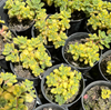 [PACK of 10 PLANTS] x Aichryson bethencourtianum Variegated