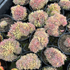 [PACK of 10 PLANTS] x Echeveria 'Silver moon' CREST