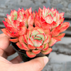 [PACK of 10 PLANTS] x Echeveria Moon Gadnis (aka Ech. Moon Goddess)