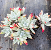 [PACK of 10 PLANTS] x Dudleya brittonii