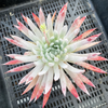 [PACK of 10 PLANTS] x Dudleya Candida