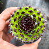 [PACK of 10 PLANTS] x Sempervivum cantabricum 'Reinhardt' (w/pup)