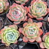 [PACK of 10 PLANTS] x  Echeveria 'Star Mark'