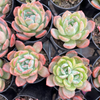 [PACK of 10 PLANTS] x  Echeveria 'Star Mark'