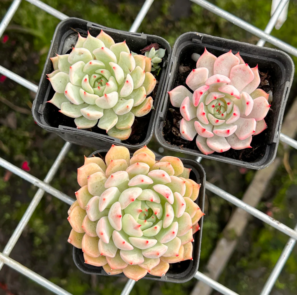 [PACK of 10 PLANTS] x Echeveria 'Nobaranosei' (Echeveria 'Alienor')