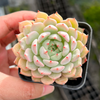 [PACK of 10 PLANTS] x Echeveria 'Nobaranosei' (Echeveria 'Alienor')