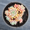 [PACK of 10 PLANTS] x Echeveria 'Subcorymbosa Lau 030'