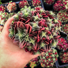 [PACK of 10 PLANTS] x  Crassula exilis ssp cooperi