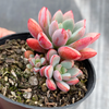 [PACK of 10 PLANTS] x Graptoveria 'Purple Dream' (w/pup)