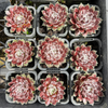 [PACK of 10 PLANTS] x Sempervivum 'Pacific Feather Power'