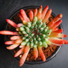 [PACK of 10 PLANTS] x Sempervivum calcareum 'Grigg's Surprise' (XS)