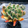 [PACK of 10 PLANTS] x Echeveria 'Dark Vader'