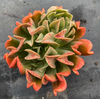 [PACK of 10 PLANTS] x Echeveria 'Dark Vader'