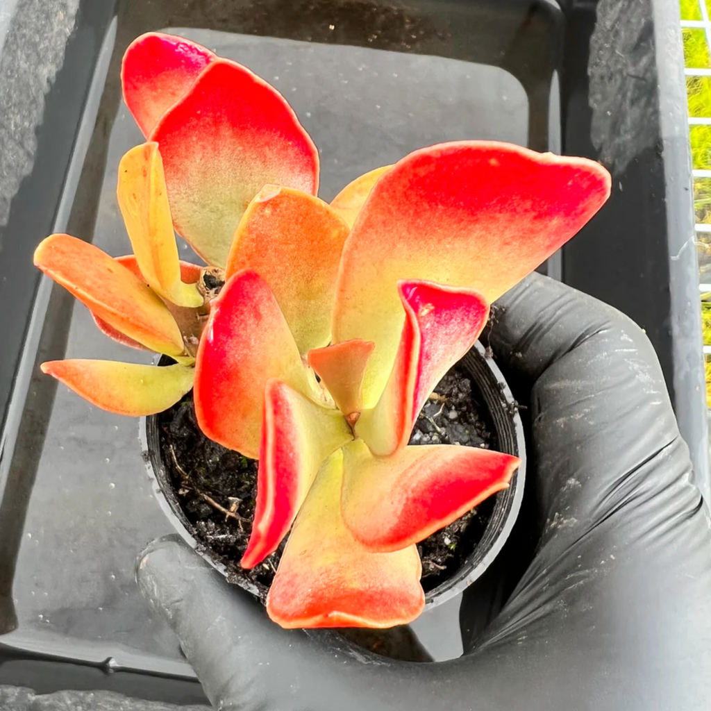 [PACK of 10 PLANTS] x Adromischus sphenophyllus