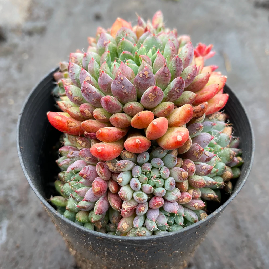 [PACK of 10 PLANTS] x Echeveria setosa var. Rundelli