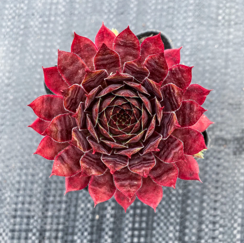 [PACK of 10 PLANTS] x Sempervivum 'Reward'