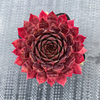 [PACK of 10 PLANTS] x Sempervivum 'Reward'