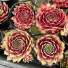 [PACK of 10 PLANTS] x Sempervivum 'Reward'