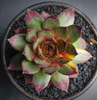 [PACK of 10 PLANTS] x Sempervivum calcareum 'Atropurpureum'
