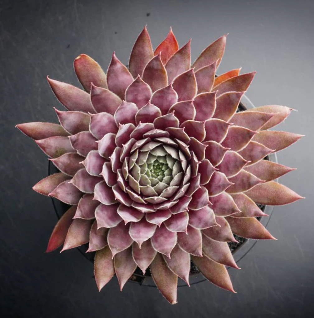 [PACK of 10 PLANTS] x  Sempervivum 'Centennial' (XS)