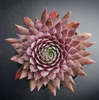 [PACK of 10 PLANTS] x  Sempervivum 'Centennial' (XS)