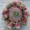 [PACK of 10 PLANTS] x  Sempervivum 'Centennial' (XS)