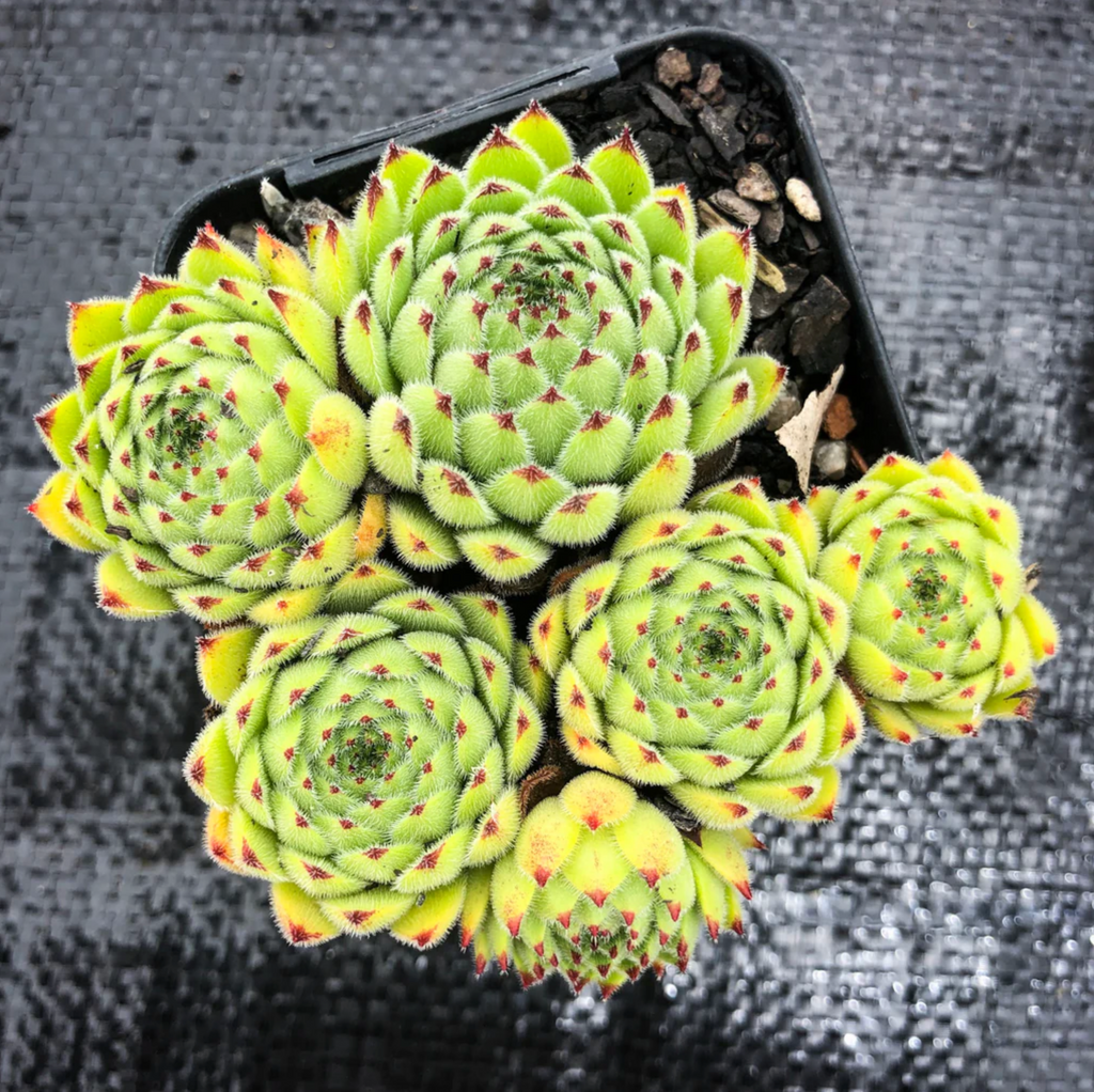 [PACK of 10 PLANTS] x  Sempervivum ‘Emmchen’