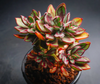 [PACK of 10 PLANTS] x Echeveria nodulosa (3-4heads)