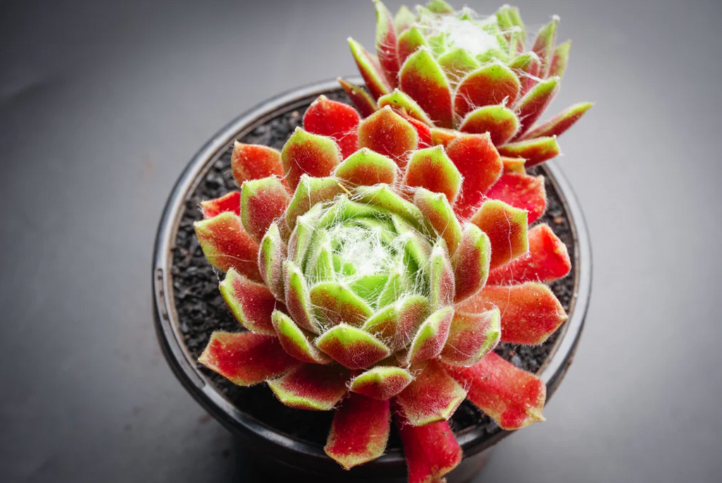 [PACK of 10 PLANTS] x Sempervivum 'Kramer's Spinrad'