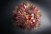 [PACK of 10 PLANTS] x Sempervivum 'Purple Dazzler'