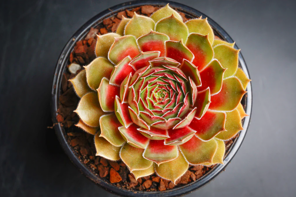 [PACK of 10 PLANTS] x Sempervivum cv. 'Weighton's Red'
