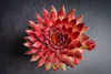 [PACK of 10 PLANTS] x Sempervivum 'Berwick Red'