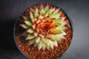 [PACK of 10 PLANTS] x Sempervivum 'Berwick Red'