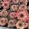 [PACK of 10 PLANTS] x Sempervivum 'Berwick Red'