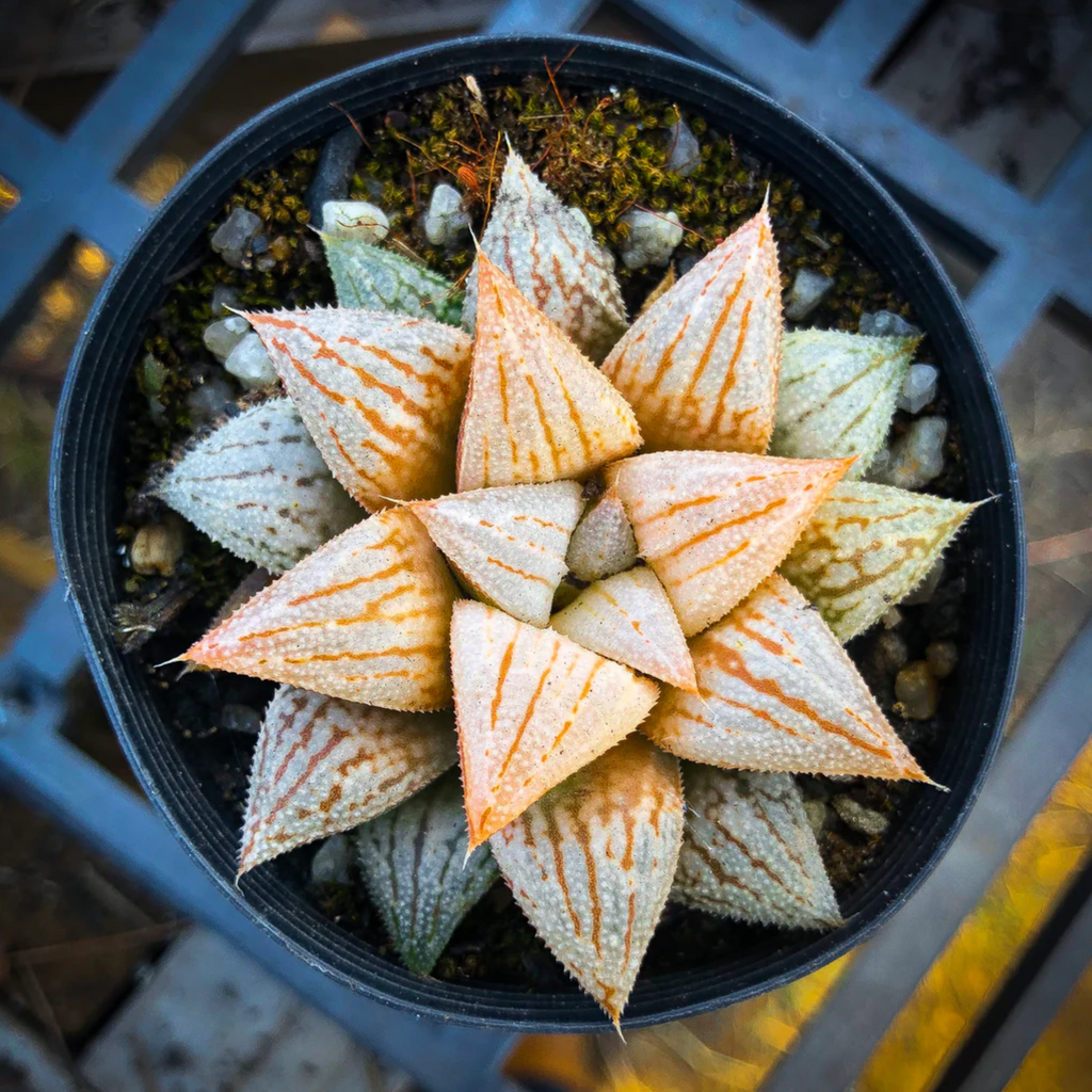 [PACK of 10 PLANTS] x Haworthia Wimii Hybrid (aka. H. Silver kiwi )