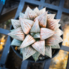 [PACK of 10 PLANTS] x Haworthia Wimii Hybrid (aka. H. Silver kiwi )