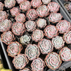 [PACK of 10 PLANTS] x Echeveria Caroline
